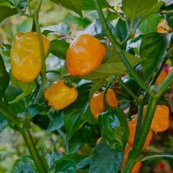 Gødning til tomater og peberfrugter Havestart 2kg