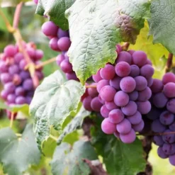 Gødning til vinstokke Have Start 2kg