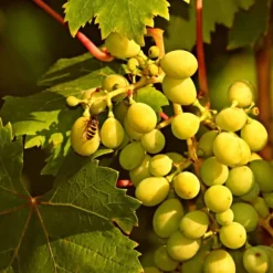 Gødning til vinstokke Have Start 2kg