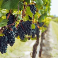 Gødning til vinstokke Have Start 2kg