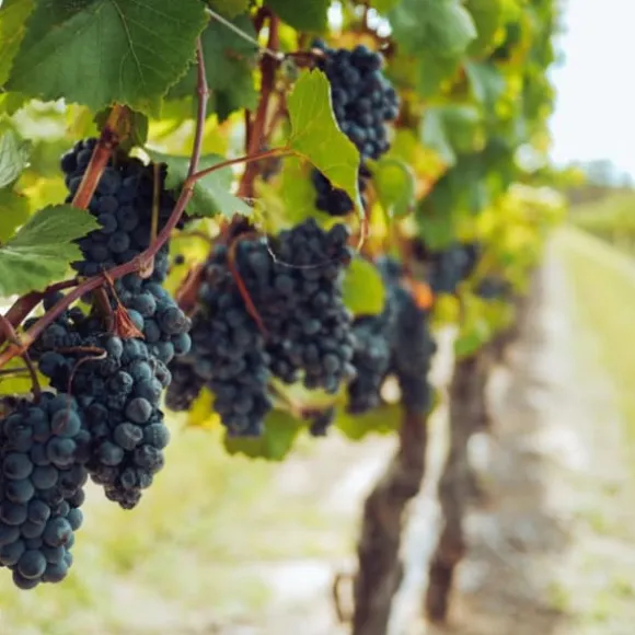 Gødning til vinstokke Have Start 2kg