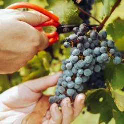 Gødning til vinstokke Have Start 2kg