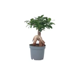 Ginsengfigen - Ficus microcarpa - Højde 30-40cm - ⌀12cm