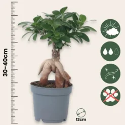 Ginsengfigen - Ficus microcarpa - Højde 30-40cm - ⌀12cm