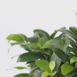 Ginsengfigen - Ficus microcarpa - Højde 30-40cm - ⌀12cm
