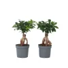 Ginsengfigen - Sæt med 2 - Ficus microcarpa - Højde 30-40cm - ⌀12cm