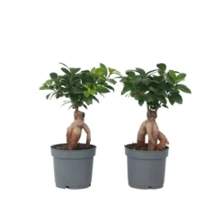 Ginsengfigen - Sæt med 2 - Ficus microcarpa - Højde 30-40cm - ⌀12cm
