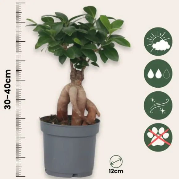 Ginsengfigen - Sæt med 2 - Ficus microcarpa - Højde 30-40cm - ⌀12cm