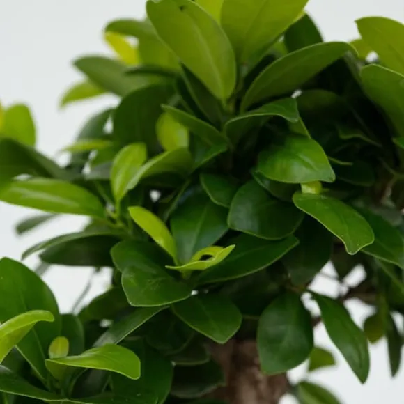 Ginsengfigen - Sæt med 2 - Ficus microcarpa - Højde 30-40cm - ⌀12cm