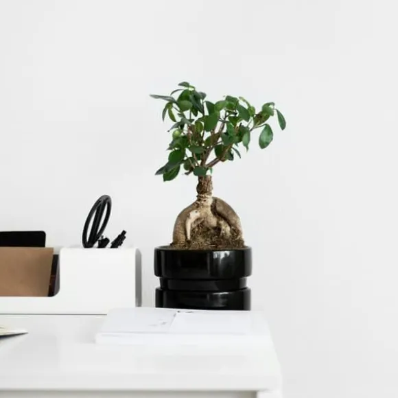 Ginsengfigen - Sæt med 2 - Ficus microcarpa - Højde 30-40cm - ⌀12cm