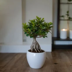 Ginsengfigen - Sæt med 2 - Ficus microcarpa - Højde 30-40cm - ⌀12cm