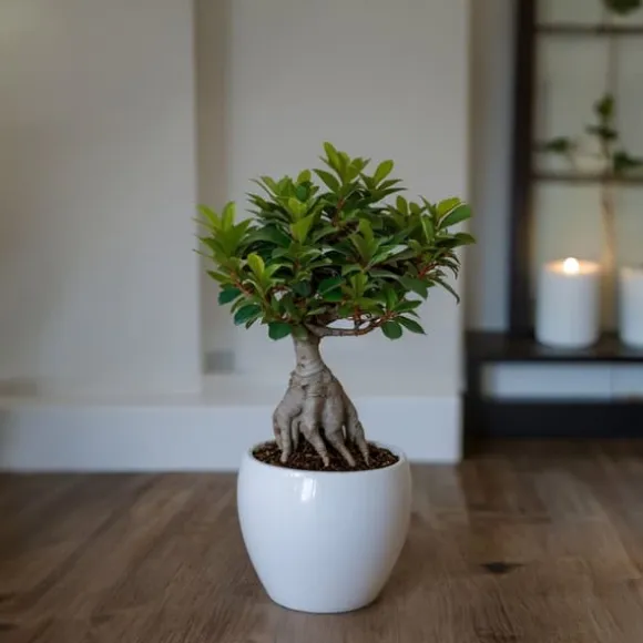 Ginsengfigen - Sæt med 2 - Ficus microcarpa - Højde 30-40cm - ⌀12cm