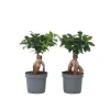 Ginsengfigen - Sæt med 4 - Ficus microcarpa - Højde 30-40cm - ⌀12cm