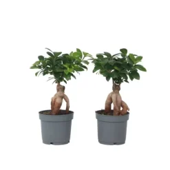 Ginsengfigen - Sæt med 4 - Ficus microcarpa - Højde 30-40cm - ⌀12cm