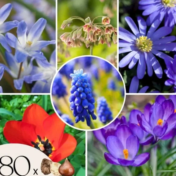 Glad bi - Sæt med 80 - Blomsterløg - Flerfarvet