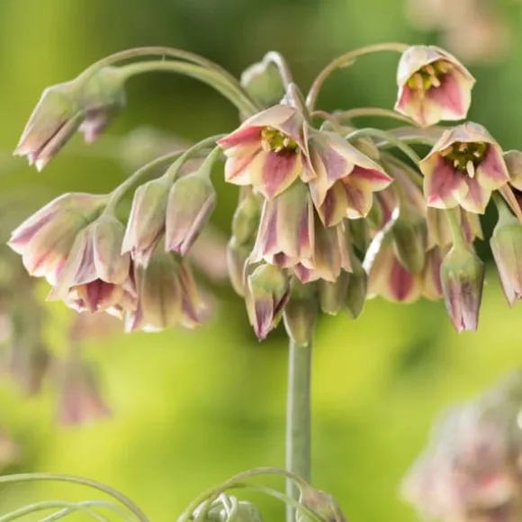 Glad bi - Sæt med 80 - Blomsterløg - Flerfarvet