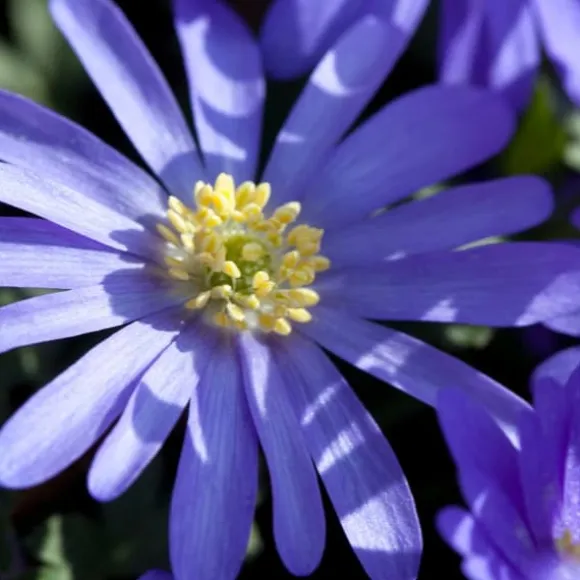 Glad bi - Sæt med 80 - Blomsterløg - Flerfarvet