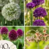 Glad sommerfugl - Sæt med 40 - Allium, Nectaroscordum - Blomsterløg - Flerfarvet