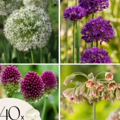 Glad sommerfugl - Sæt med 40 - Allium, Nectaroscordum - Blomsterløg - Flerfarvet