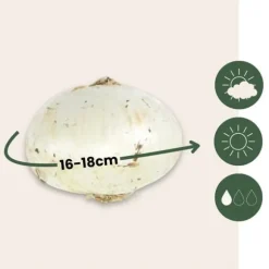 Glad sommerfugl - Sæt med 40 - Allium, Nectaroscordum - Blomsterløg - Flerfarvet