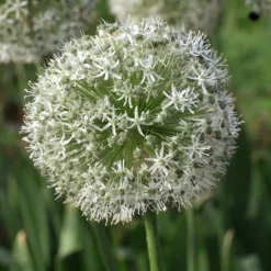 Glad sommerfugl - Sæt med 40 - Allium, Nectaroscordum - Blomsterløg - Flerfarvet