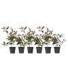 Glansmispel - Sæt med 6 - Photinia fraseri 'Red Robin' - Højde 30-40cm - ⌀17cm