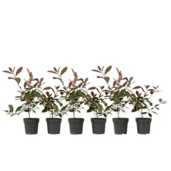 Glansmispel - Sæt med 6 - Photinia fraseri 'Red Robin' - Højde 30-40cm - ⌀17cm