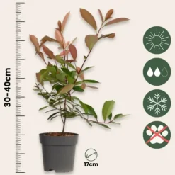 Glansmispel - Sæt med 6 - Photinia fraseri 'Red Robin' - Højde 30-40cm - ⌀17cm