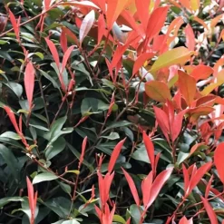 Glansmispel - Sæt med 6 - Photinia fraseri 'Red Robin' - Højde 30-40cm - ⌀17cm