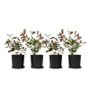 Glansmispel - Sæt med 4 - Photinia fraseri 'Red Robin' - Højde 30-40cm - ⌀17cm