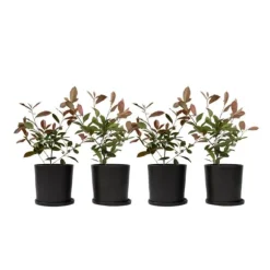 Glansmispel - Sæt med 4 - Photinia fraseri 'Red Robin' - Højde 30-40cm - ⌀17cm