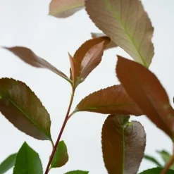 Glansmispel - Sæt med 4 - Photinia fraseri 'Red Robin' - Højde 30-40cm - ⌀17cm