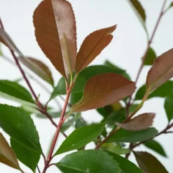 Glansmispel - Sæt med 4 - Photinia fraseri 'Red Robin' - Højde 30-40cm - ⌀17cm