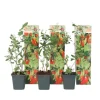 Goji bær - Sæt med 3 - Lycium barbarum - Højde 25-40cm - ⌀9cm