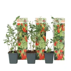 Goji bær - Sæt med 3 - Lycium barbarum - Højde 25-40cm - ⌀9cm