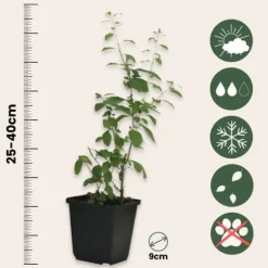 Goji bær - Sæt med 3 - Lycium barbarum - Højde 25-40cm - ⌀9cm