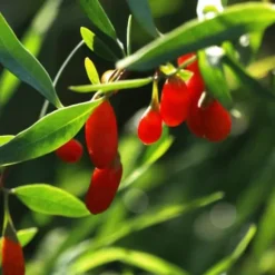 Goji bær - Sæt med 3 - Lycium barbarum - Højde 25-40cm - ⌀9cm