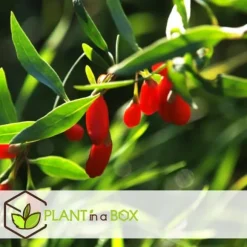 Goji bær - Sæt med 3 - Lycium barbarum - Højde 25-40cm - ⌀9cm