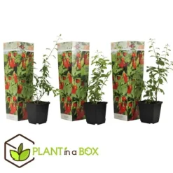 Goji bær - Sæt med 3 - Lycium barbarum - Højde 25-40cm - ⌀9cm