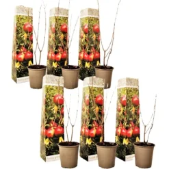 Granatæble - Sæt med 6 - Punica granatum - Højde 25-40cm - ⌀9cm