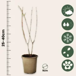 Granatæble - Sæt med 6 - Punica granatum - Højde 25-40cm - ⌀9cm