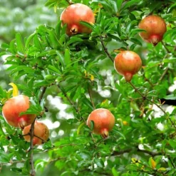 Granatæble - Sæt med 6 - Punica granatum - Højde 25-40cm - ⌀9cm