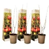 Granatæble - Sæt med 3 - Punica granatum - Højde 25-40cm - ⌀9cm
