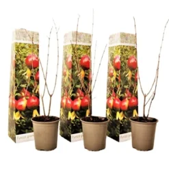Granatæble - Sæt med 3 - Punica granatum - Højde 25-40cm - ⌀9cm