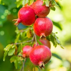 Granatæble - Sæt med 3 - Punica granatum - Højde 25-40cm - ⌀9cm