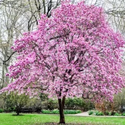 Granuleret gødning til Magnolias Garden Start 1 kg