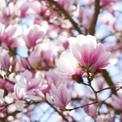 Granuleret gødning til Magnolias Garden Start 1 kg