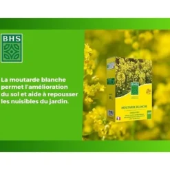 Grøn gødning - BHS - Hvid sennep 500g | 100 m² | Forbedrer og desinficerer jorden for bedre frugtbarhed.