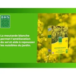 Grøn gødning - BHS - Hvid sennep 500g | 100 m² | Forbedrer og desinficerer jorden for bedre frugtbarhed.