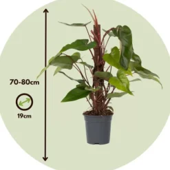 Grøn stueplante - Philodendron 'Red Emerald' - Højde 70-80 cm - Potte 19 cm
